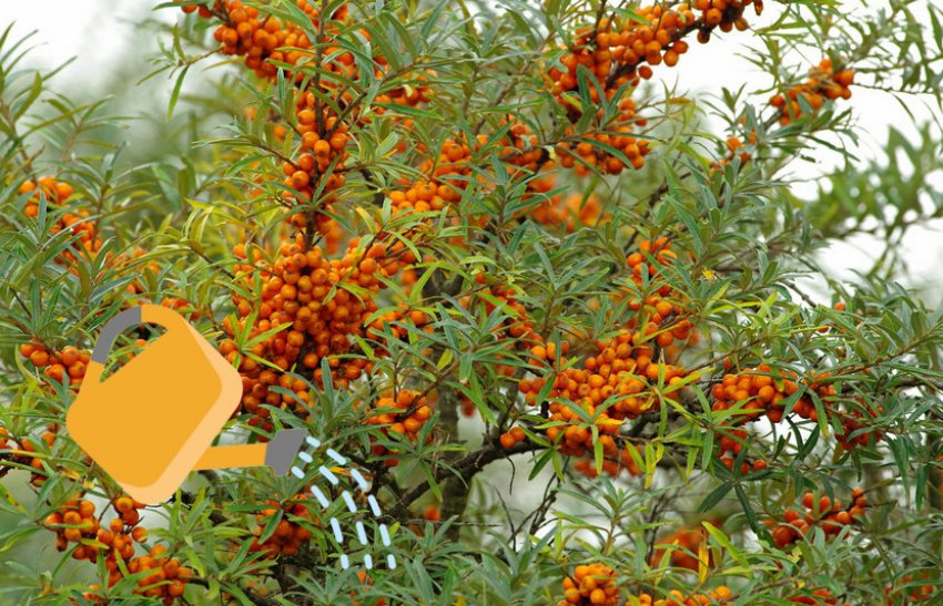 Полив облепихи Полив облепихи