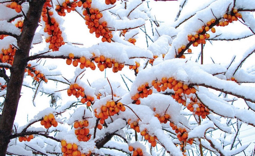 Зимовка облепихи Зимовка облепихи
