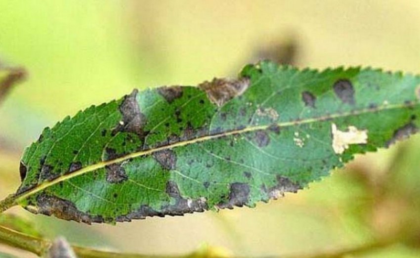 Парша облепихи Парша облепихи