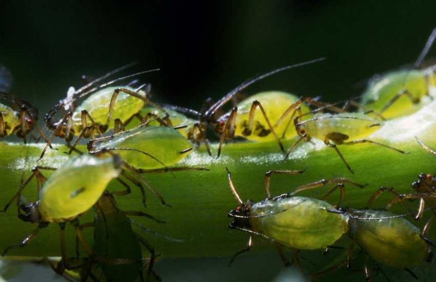 Облепиховая тля Облепиховая тля