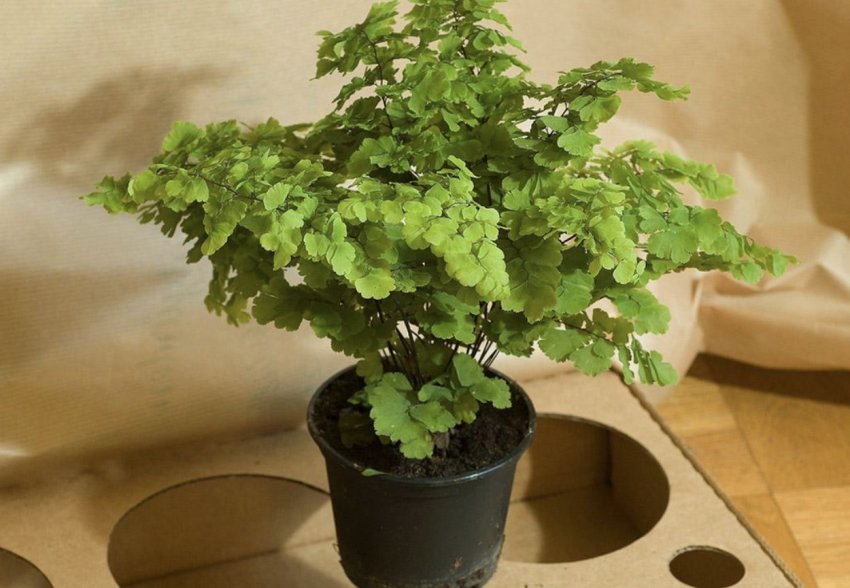 Папороть Радді