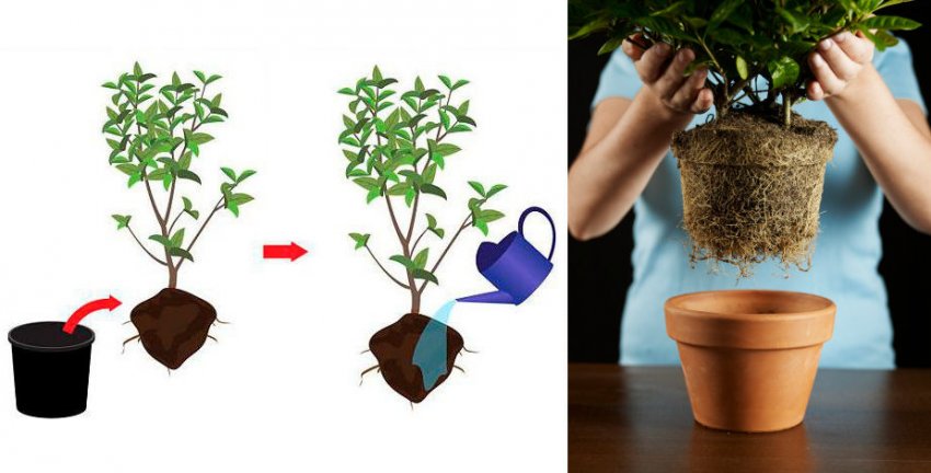 Пересадка жасмина