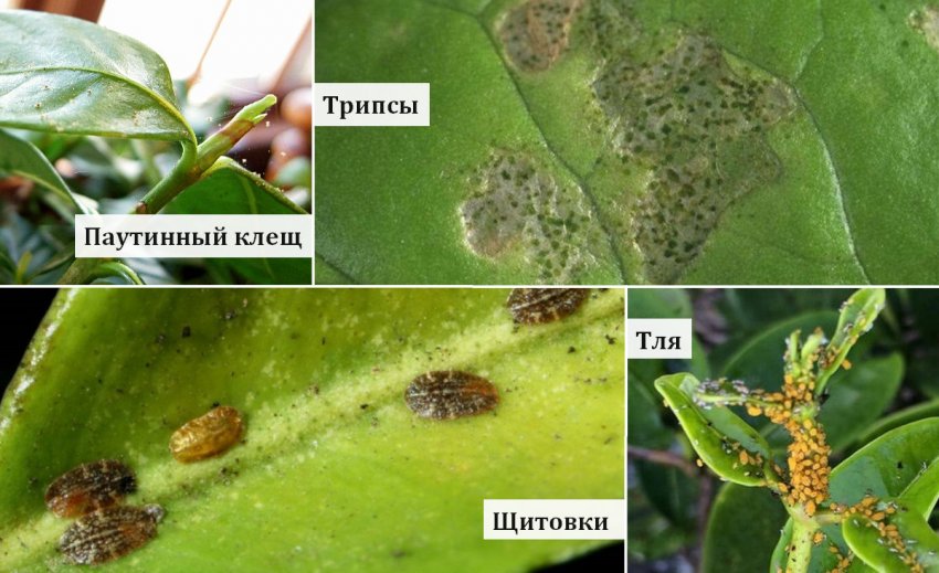 Шкідники жасмина