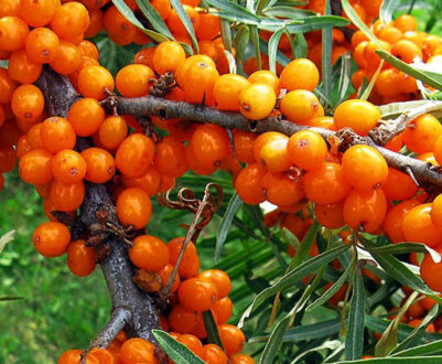 Як вирощувати обліпиху і доглядати за нею