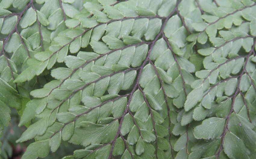 Адіантум Красивий