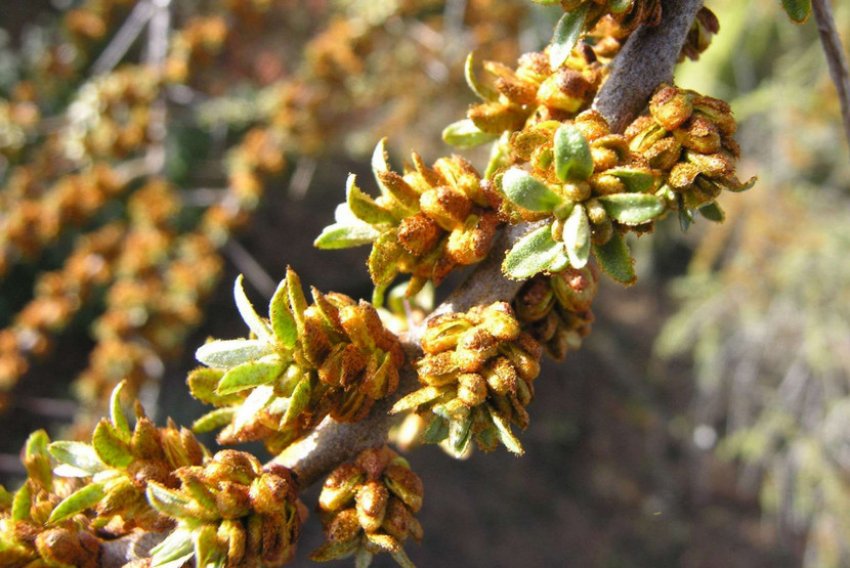 Цвітіння обліпихи