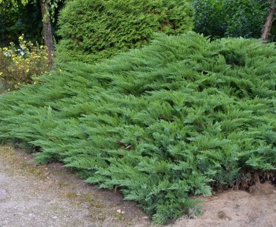 Где в России растёт можжевельник: в каких лесах и областях