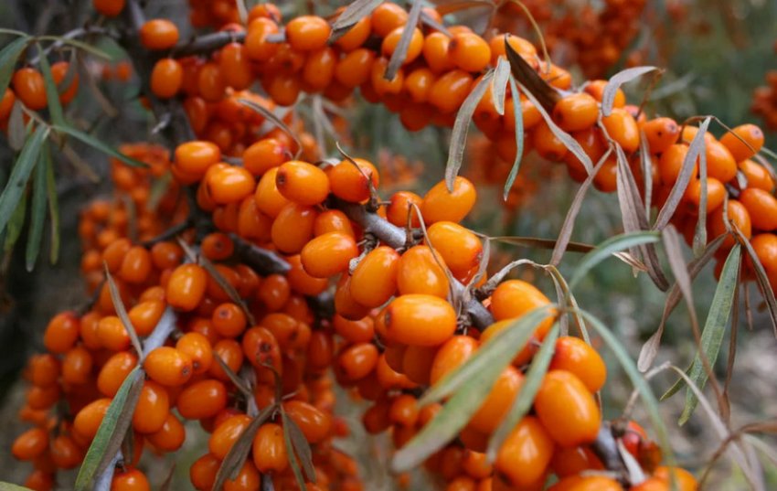 Плодоношення обліпихи