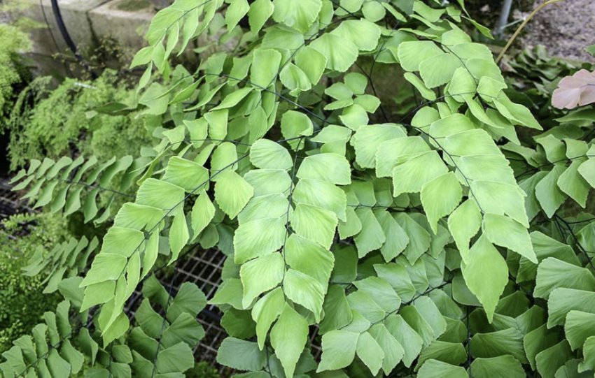 Папороть трапецієподібний