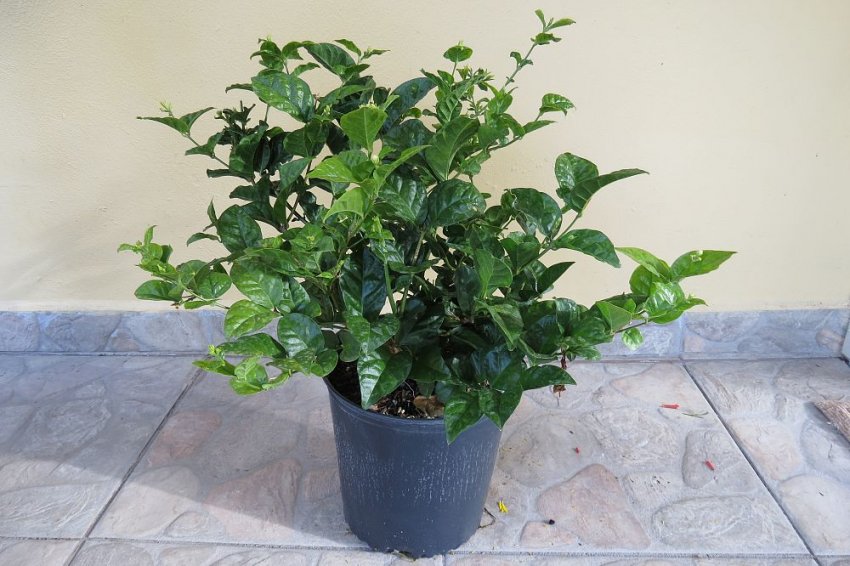 Жасмин Гранд Дюк