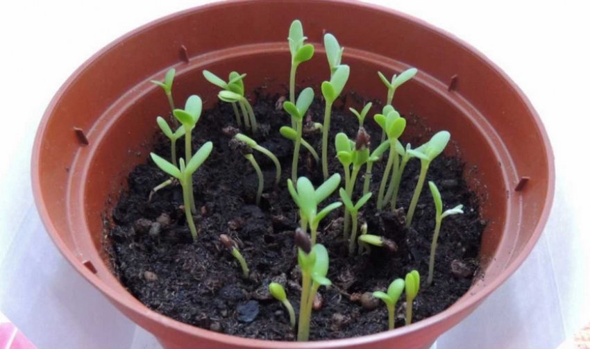 Розмноження обліпихи насінням