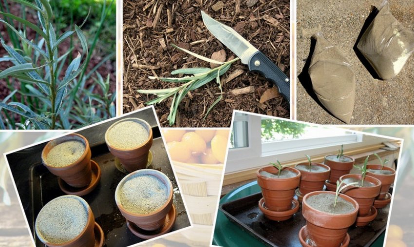 Вирощування обліпихи з черенка