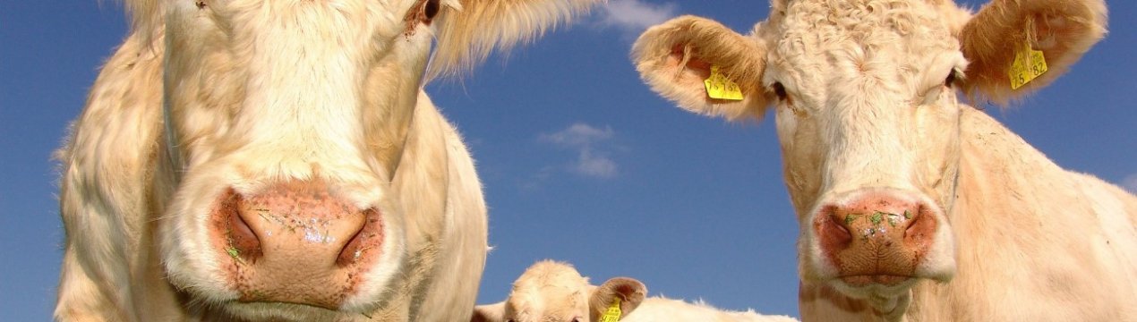У Росії зростає виробництво КРС