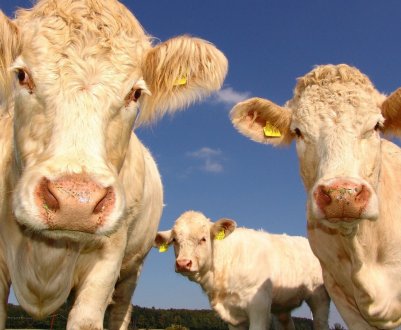 У Росії зростає виробництво КРС