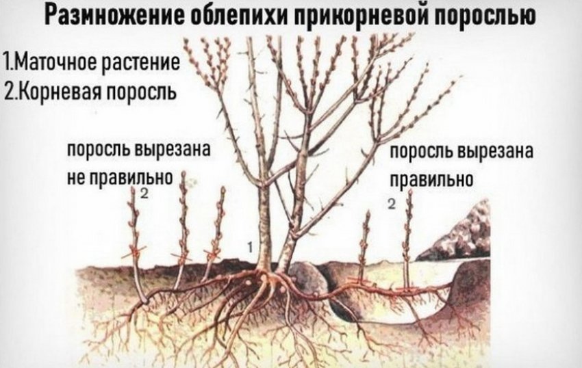 Розмноження обліпихи порослю
