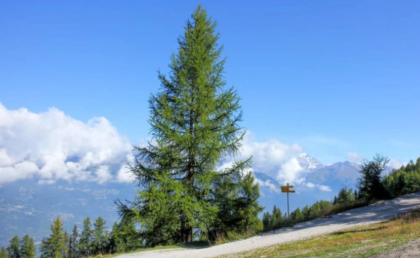 Дерево лиственницы