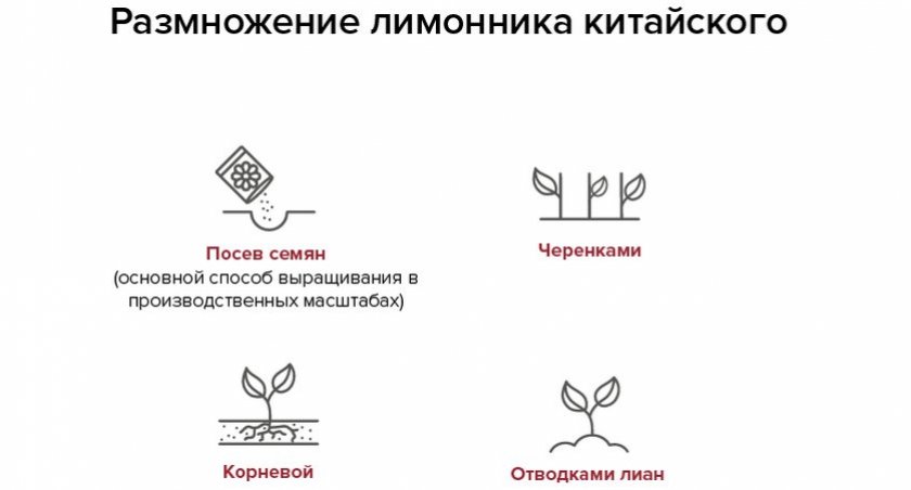 Размножение лимонника китайского Размножение лимонника китайского