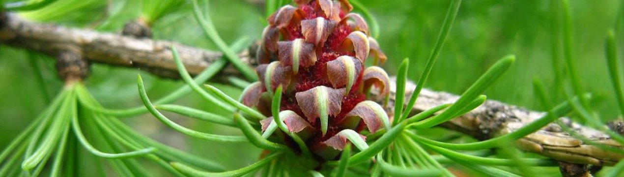 Описание лиственницы, как и где она растёт
