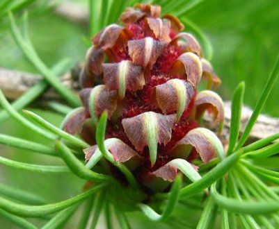 Описание лиственницы, как и где она растёт