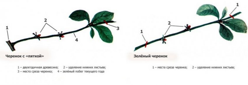 Черенки лимонника Черенки лимонника