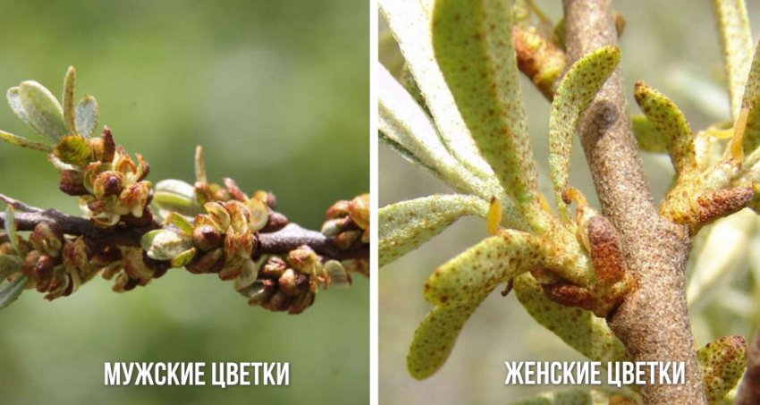 Фото Мужской Облепихи