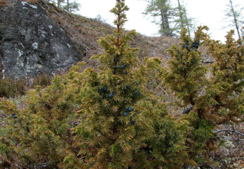 Сосна Сибірська