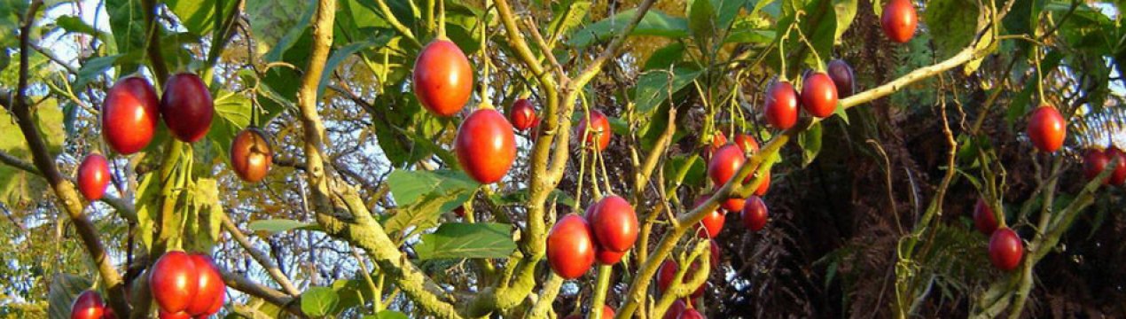 Как вырастить томатное дерево в домашних условиях