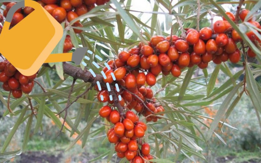 Полив огірків Ватутінських