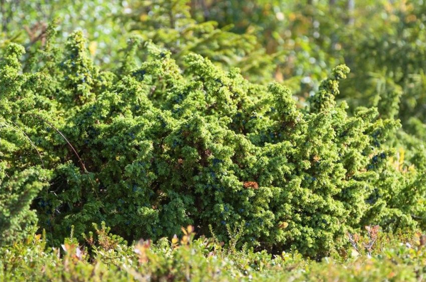 Можжевельник Сибірський в природі