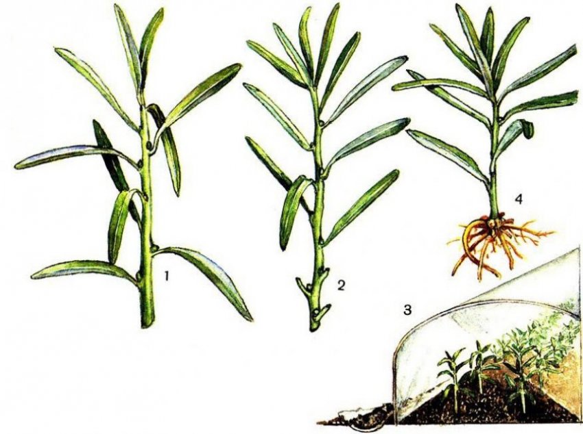Розмноження обліпихи зеленими черенками