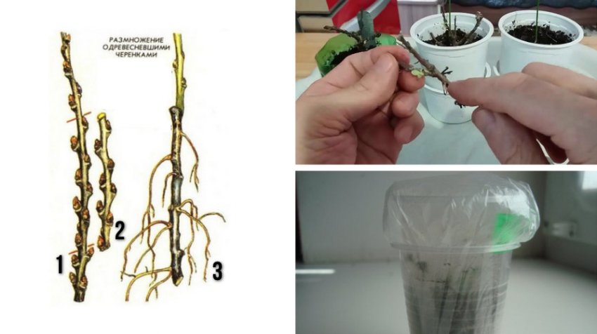 Розмноження одеревеневшими черенками