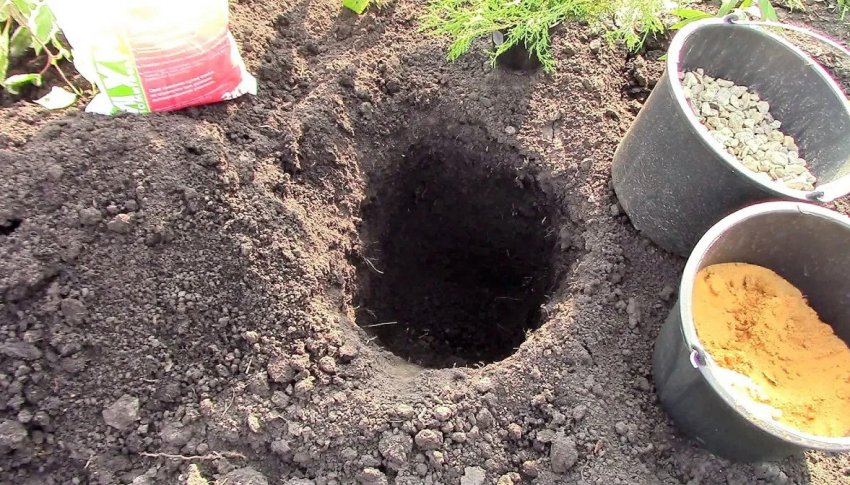 Підготовка посадкової ями під можжевельник