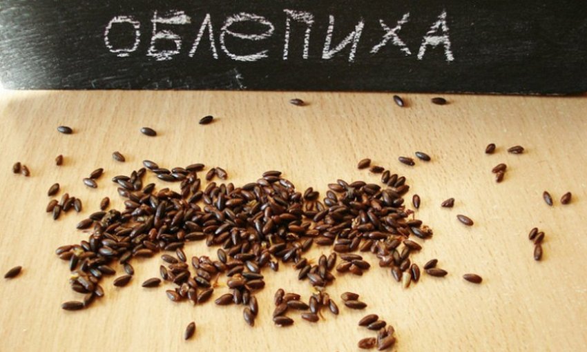 Семена обліпихи