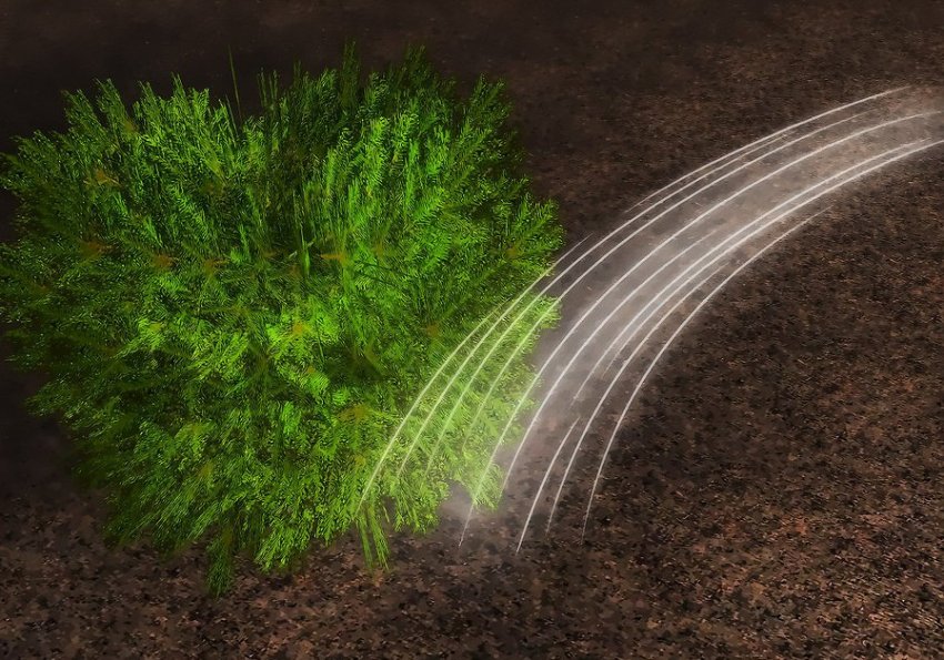 Полив та підживлення можжевельника