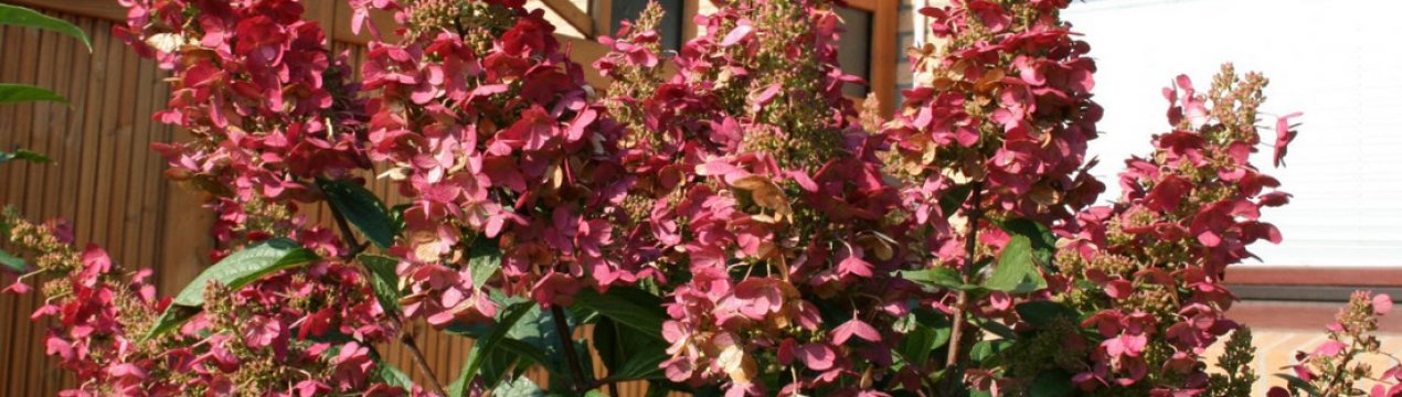 Фото та опис метеликоподібної гортензії Вімс Ред