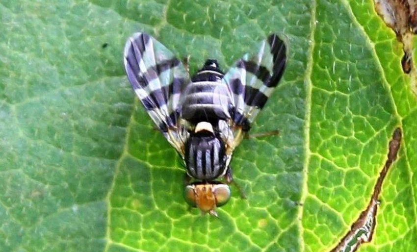 Обліпихова муха