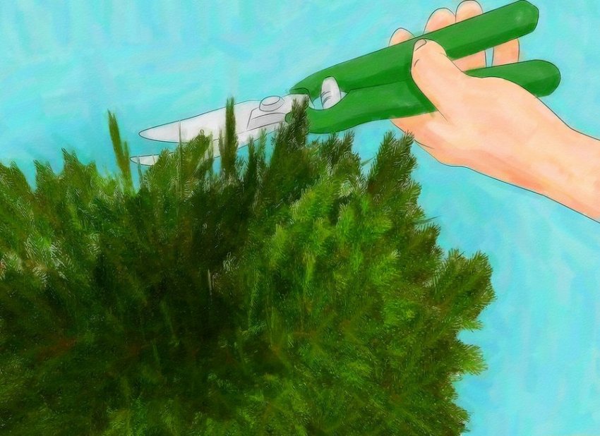 Обрезка можжевельника