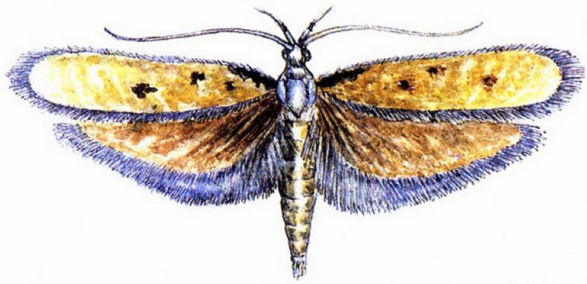 Обліпихова моль