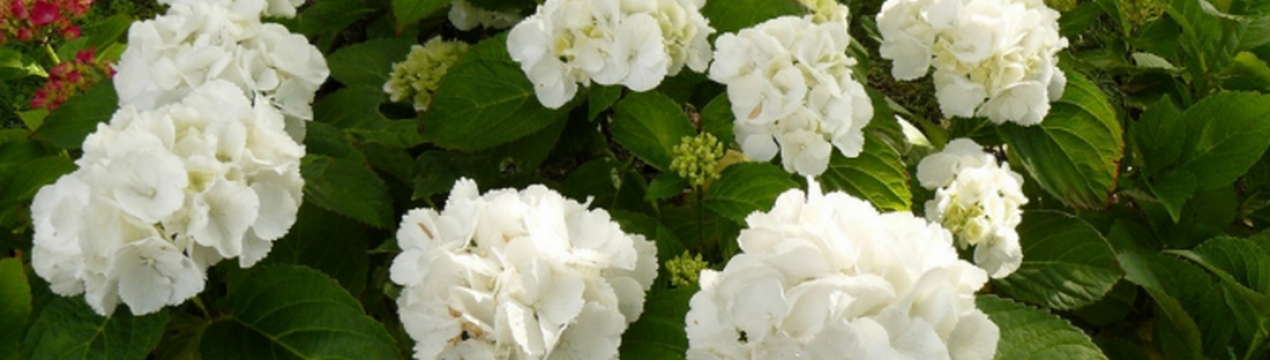 Посадка гортензії сорту Шнеебол та догляд за рослиною