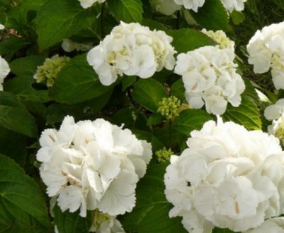 Посадка гортензії сорту Шнеебол та догляд за рослиною