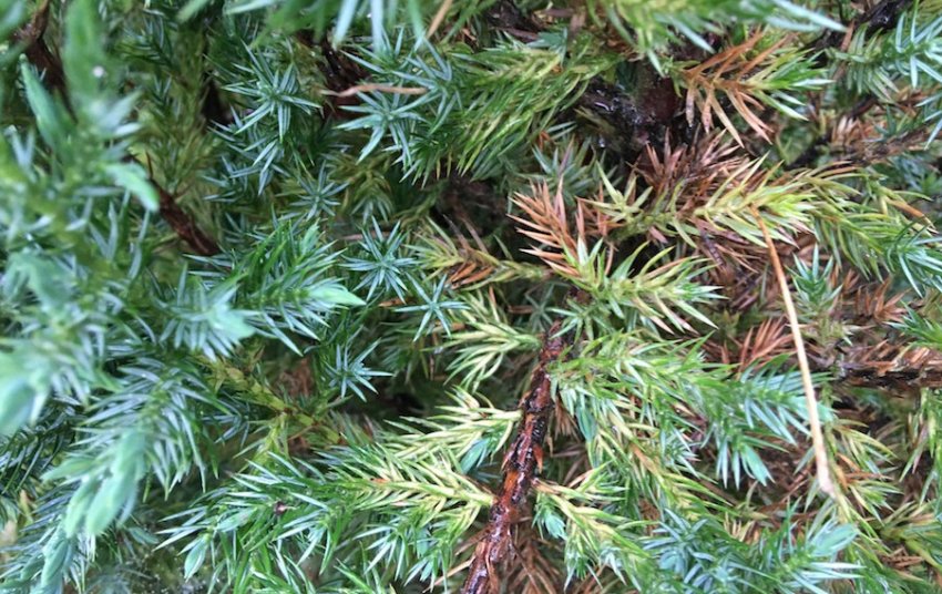 Альтернаріоз можжевельника