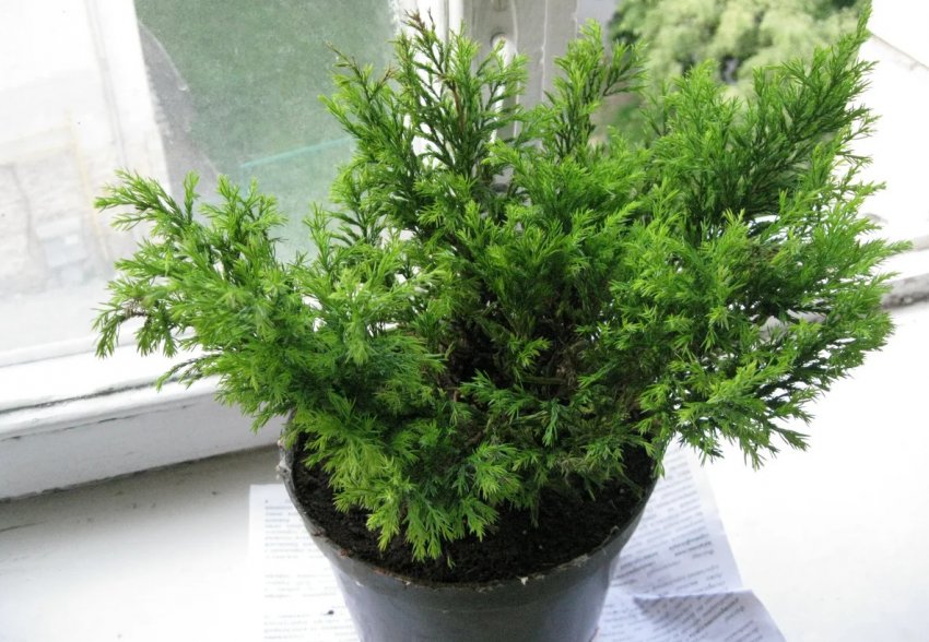 Вирощування можжевельника в горщику
