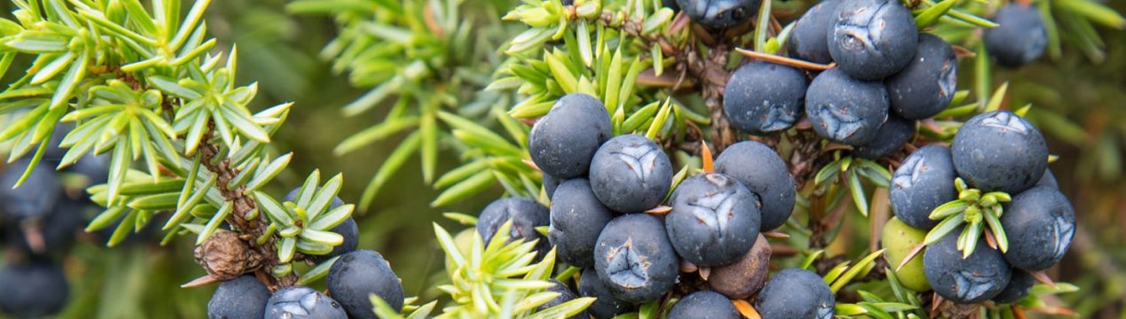 Сосна звичайна: посадка та догляд