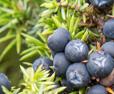 Сосна звичайна: посадка та догляд