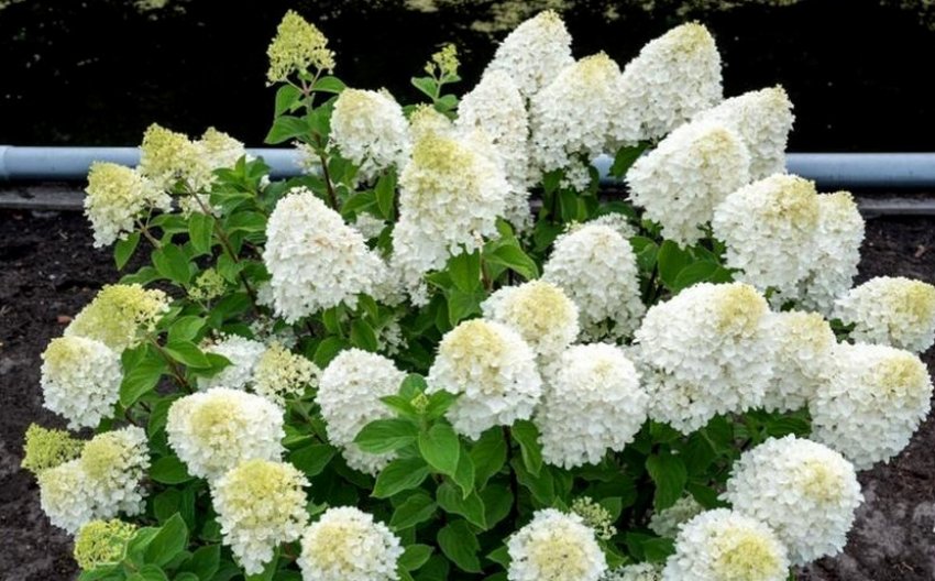 Гортензія Sugar Rush