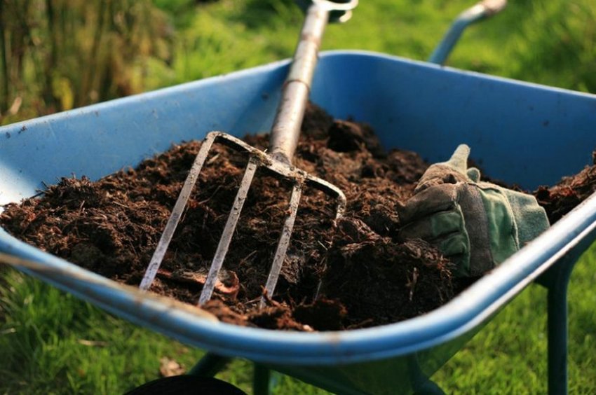 Внесення перегноя в ґрунт Внесення перегноя в ґрунт
