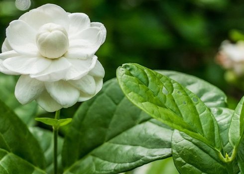 Описание жасмина сорта Самбак