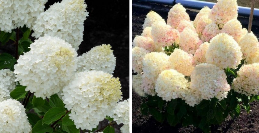 Гортензія Sugar Rush