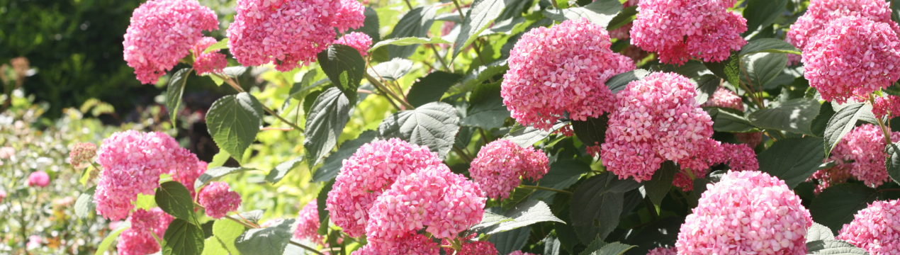 Сорт гортензії Pink Annabelle: застосування та вирощування
