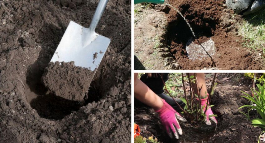 Посадка гортензії